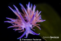[:b:]Lady pink[:/b:] by Francesco Pacienza 